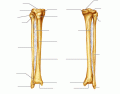 Lower Leg Bones (Ant/Post)