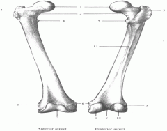 Femur (Anterior / Posterior)