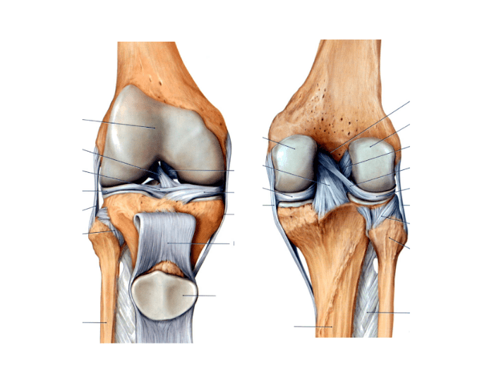 Anatomy of the Knee joint Quiz