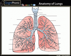 Anatomy of Lungs
