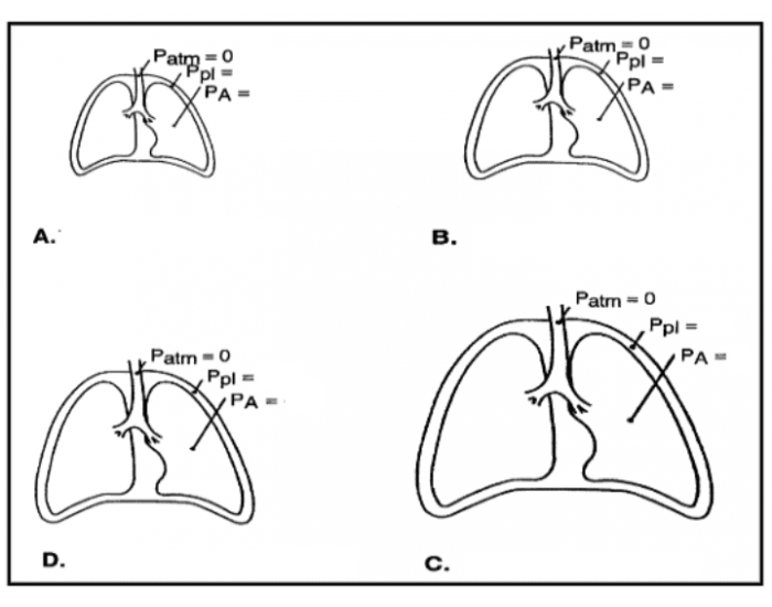 SLE Criteria (SOAP BRAIN MD) Quiz