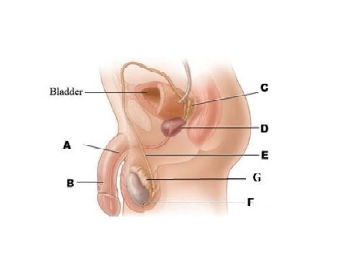 Male Reproductive System Quiz