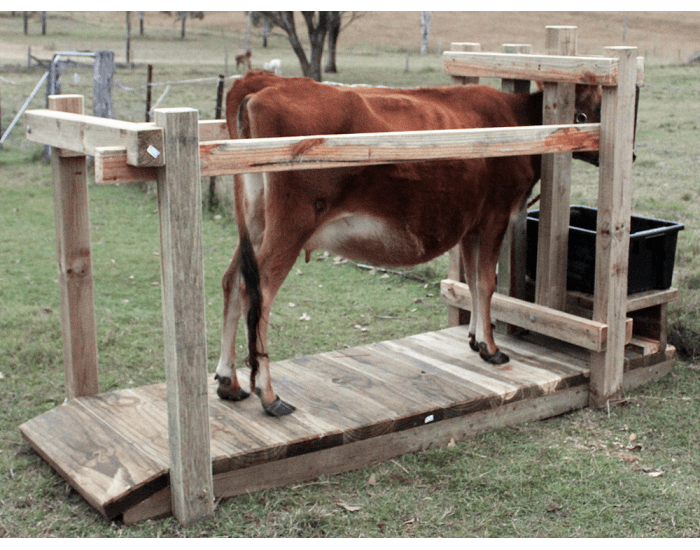 Restraining Tools Bovine restraining tool 2 Quiz