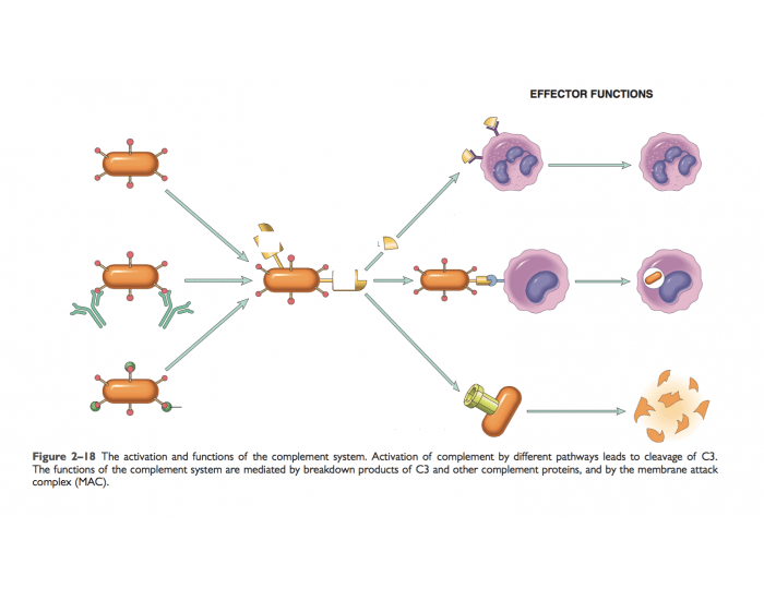complement system Quiz