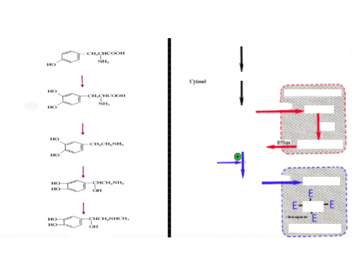 SLE Criteria (SOAP BRAIN MD) Quiz