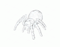 Vnější stavba těla klepítkatce - pavouka