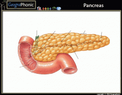 Anatomy of Pancreas