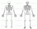 Label the Human Skeleton