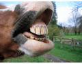 Horse Dentition - MULTIPLE CHOICE
