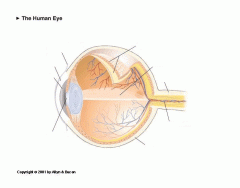 Labeling the Human Eye
