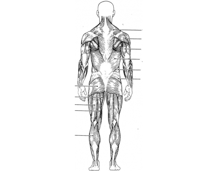 Muscle labeling (back view) Quiz