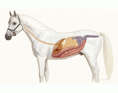 Horse Digestive system - DOT QUIZ - EASY