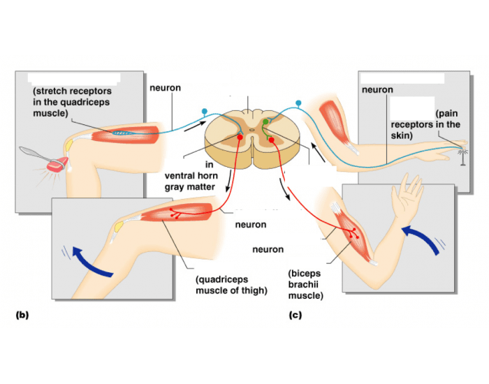 Polysynaptic Reflexes Example mono and polysynaptic reflex arches Quiz