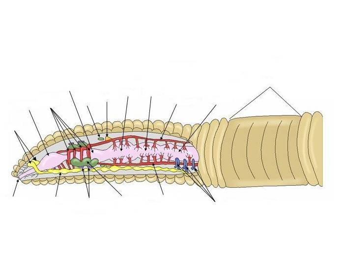 internal anatomy of an earthworm