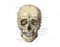 Frontal Skull Bones