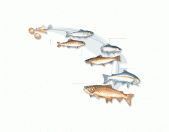 Trout Life Cycle