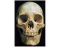 anterior view of skull
