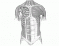 Muscles of the anterior chest