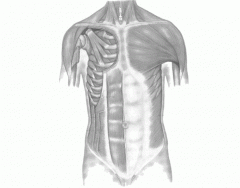 Muscles of the anterior chest