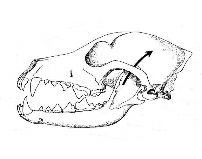 dog mandible anatomy