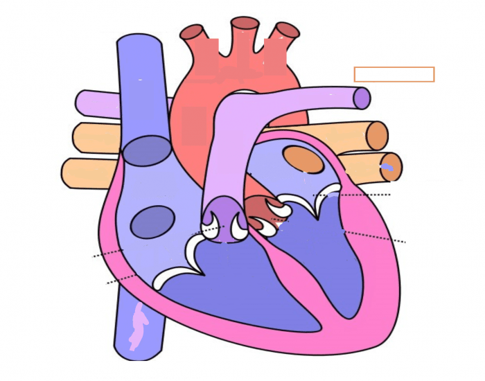 parts-of-the-heart-diagram-quiz