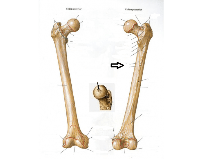 Fêmur - Anatomia Quiz