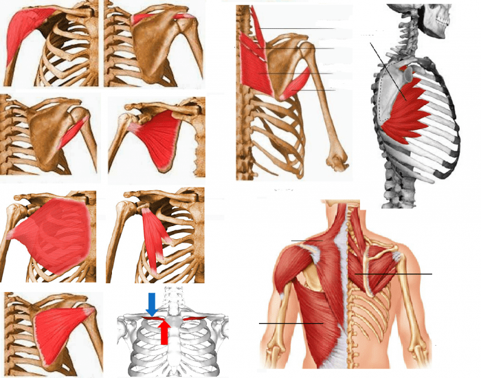 SOLUTION: Músculos de la cintura escapular - Studypool