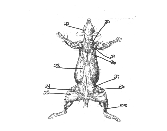 Rat Muscles dorsal rat muscles Quiz