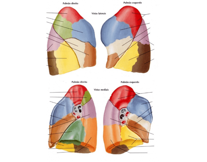 segmentos broncopulmonares