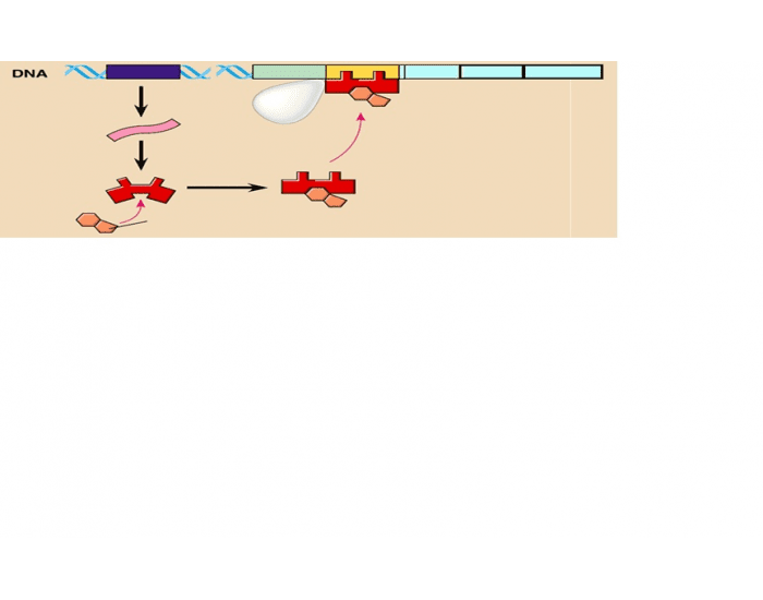 Repressed Tryp Operon Quiz