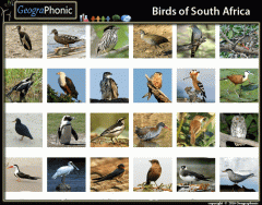 Game | Birds of South Africa
