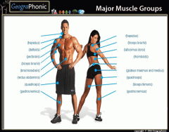 Major Muscle Groups
