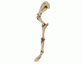 Horse fore limb skeleton - SHAPE QUIZ - EASY