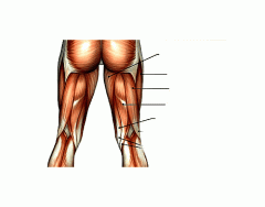 Posterior Upper Leg Muscle Identification 