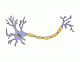 Parts of the Neuron
