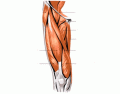 Anterior Upper Leg Muscle Identification