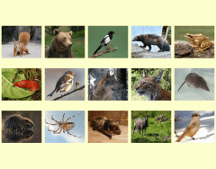 15 Animals in Jamtish