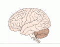 Brain Surface Anatomy1 - Parietal/Temporal