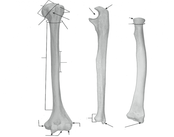 upper limb bone diagram