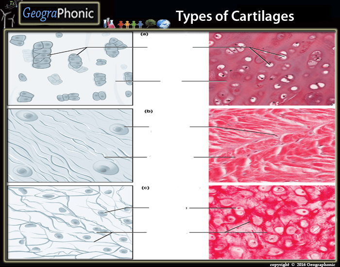 Types of cartilages Quiz Biology Diagrams