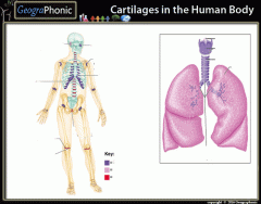Cartilages in the Human Body