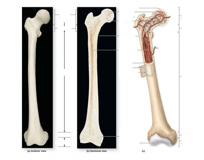 Figure 6.4 Gross Anatomy of a Long Bone Quiz