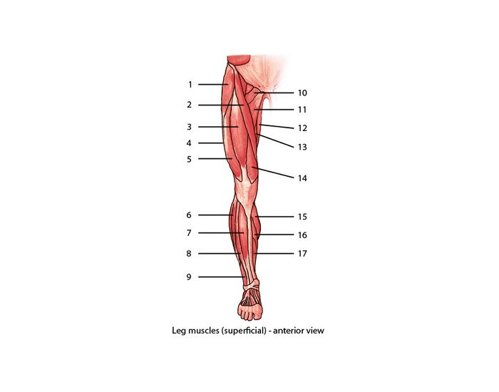 Muscles Of The Leg #12 by Asklepios Medical Atlas