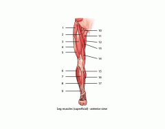 Muscles-Anterior Leg