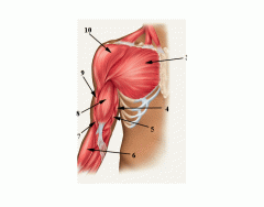 Muscles - Upper arm and shoulder anterior