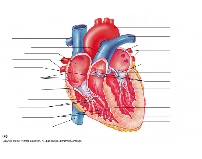 Heart Labeling Quiz