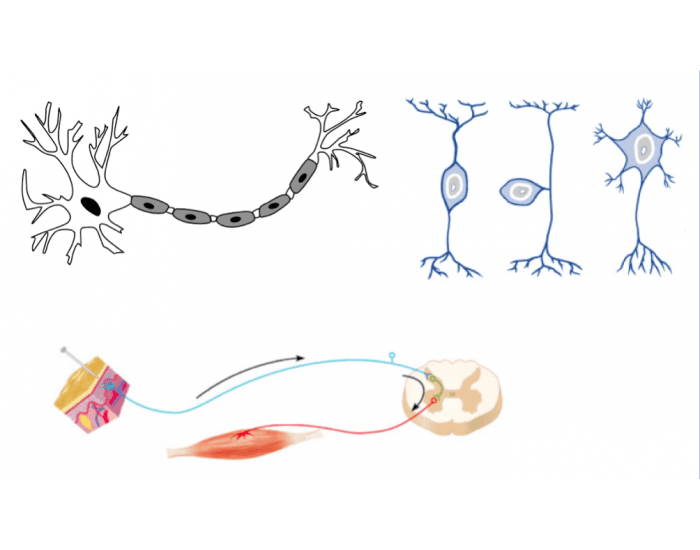 Neurons & Reflexes Quiz