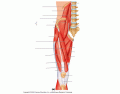 Muscles-Anterior Thigh