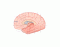 Hersenen (doorsnede)