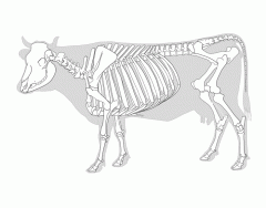 Cow Skeleton Quiz